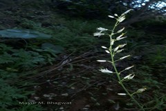 Chlorophytum bharuchae